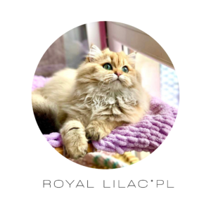 Beige Polaroid Family Photo Collage Square Pillow(3)